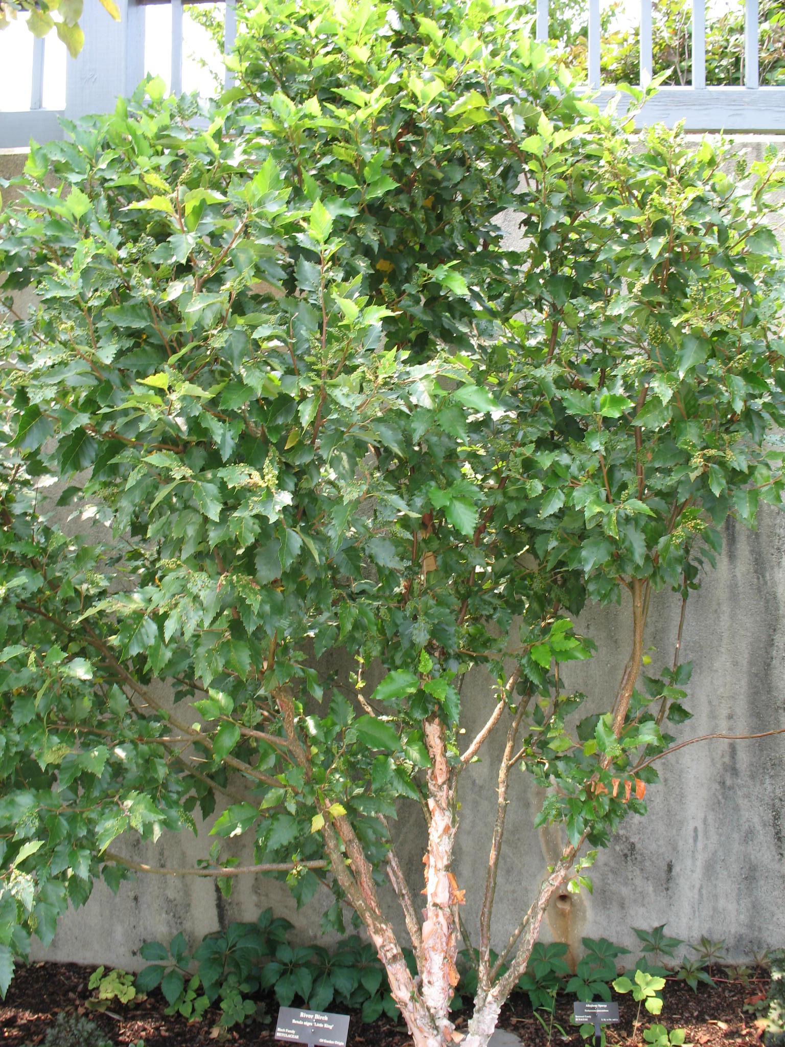 Береза черная (Betula nigra) 'Little King'